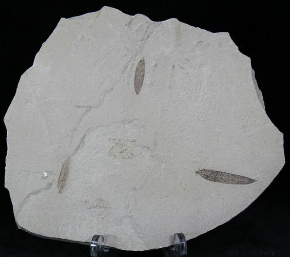 Fossil Mimosites coloradensis Leaf - Green River Formation #22643